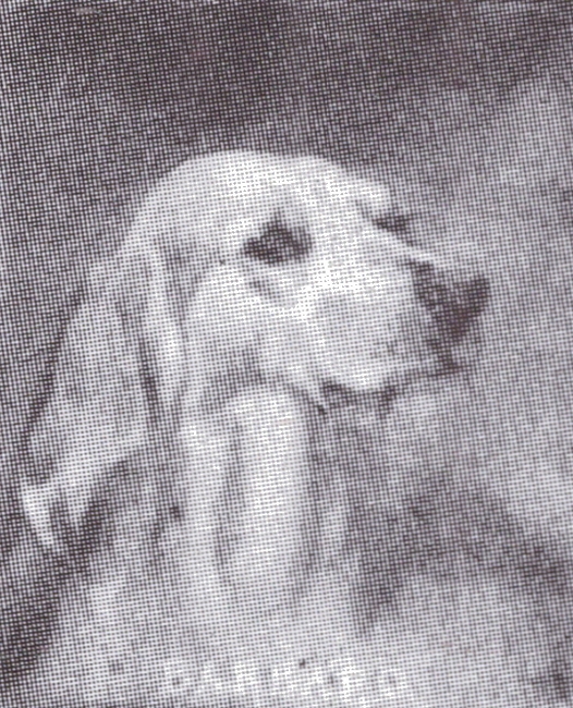 Le chien Barbarro, d'après Jadin - Tiré de l'ouvrage Deux Siècles de Vènerie à travers la France - H. Tremblot de la Croix et B. Tollu (1988)